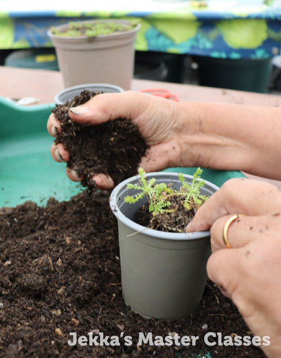 How to grow herbs: division and potting up (Half-day), 10th October 2025