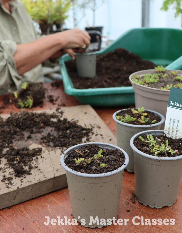 How to grow herbs: division and potting up (Half-day), 10th October 2025