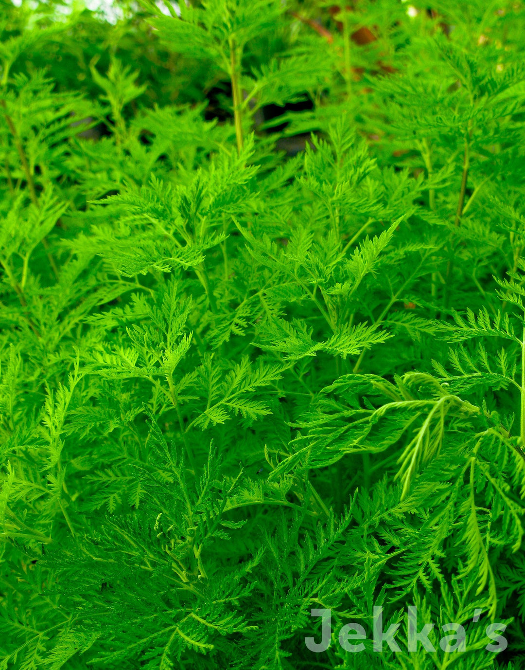 Sweet Wormwood | Herb seeds available to buy