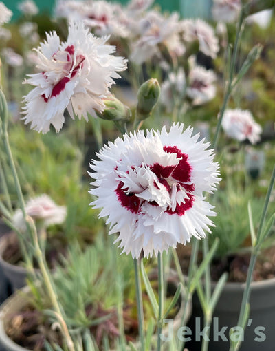 Dianthus 'Brilliant Star' AGM