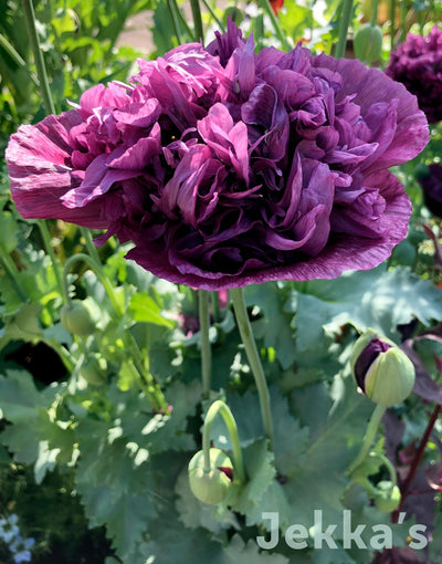 Jekkapedia: Jekka's Purple Paeony Poppy (Papaver paeoniflorum 'Jekka's Purple')