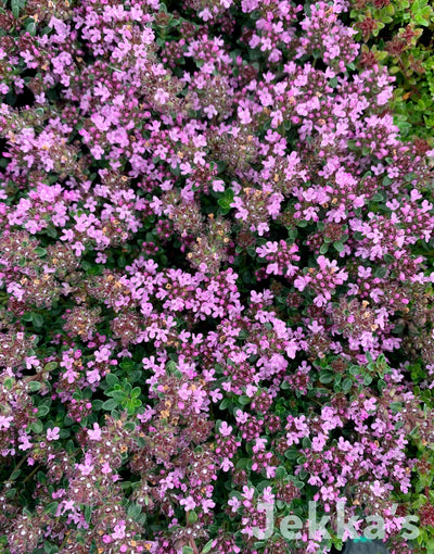 Jekkapedia: Jekka's Purple Haze Thyme (Thymus 'Jekka's Purple Haze')