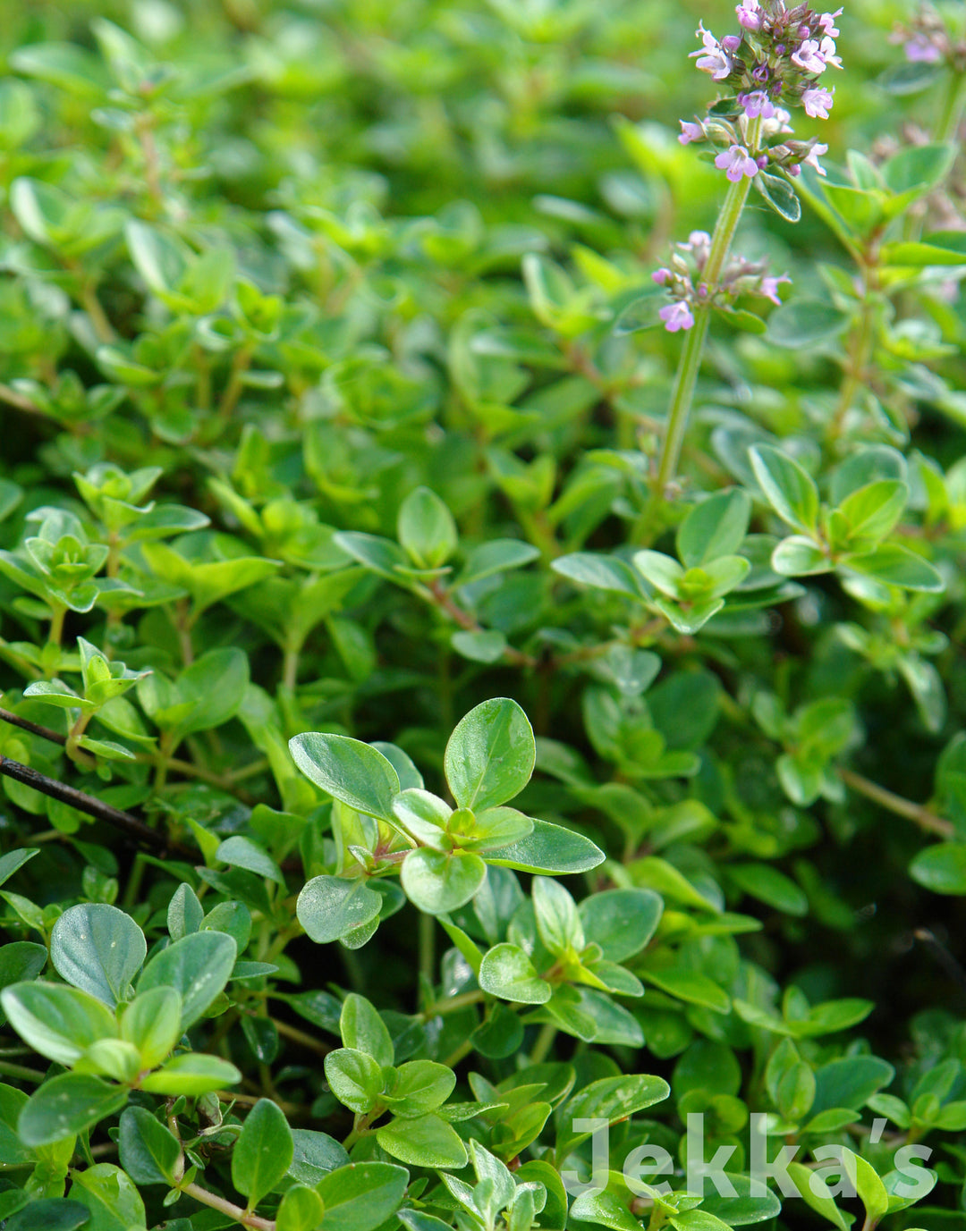 Jekka's guide to Thyme | How to grow & use herbs | Jekka's
