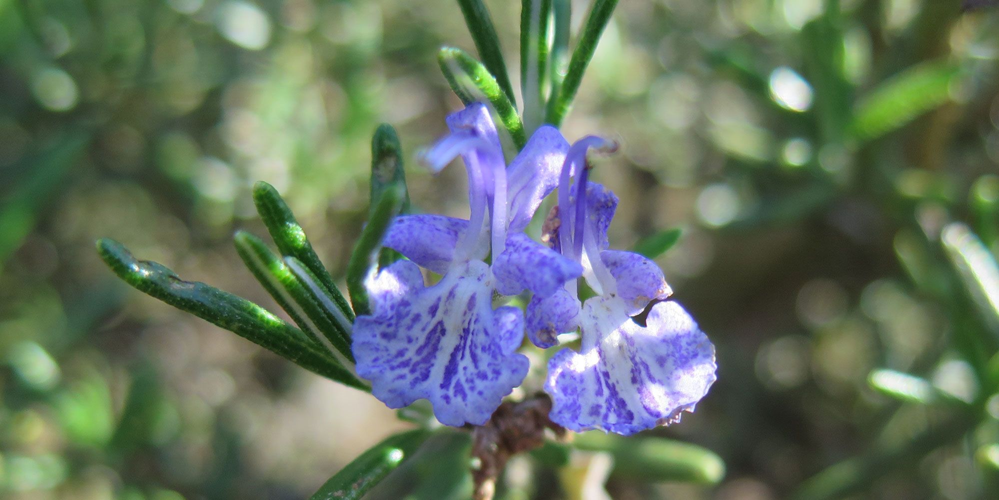 Jekka's guide to Rosemary | How to grow & use herbs | Jekka's
