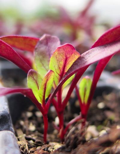 How to Grow Herbs, 25th April 2025