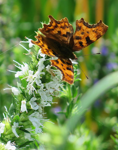 How to Use Herbs, 30th May 2025
