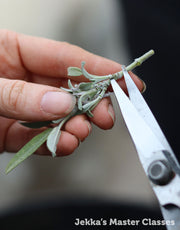 The Complete Herb Grower, 10th April 2026