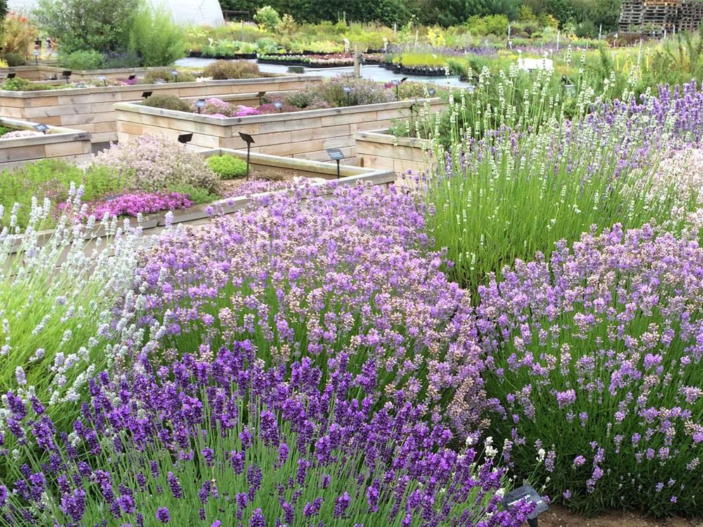 ミュージシャン HERB GARDEN ミュージシャン HERB GARDEN Amazon.co.jp: HERB GARDEN 2: Music