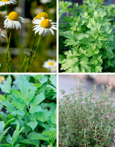 Jekka's Autumn Essential Collection - 4 * 1 Ltr Herb Plants