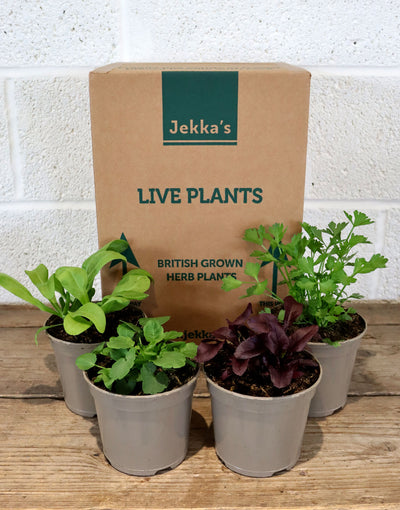 Jekka's Colourful Easter Collection - 4 * 1 Ltr Herb Plants