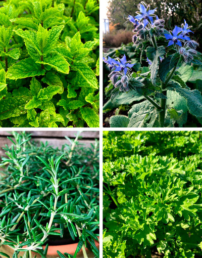 Jekka's Easter Essential Collection - 4 * 1 Ltr Herb Plants