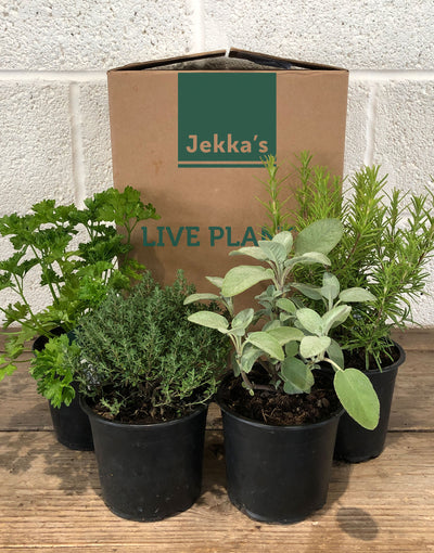 Jekka's Autumn Herb Box - 4 * 1 Ltr Herb Plants