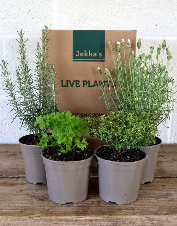 Jekka's Autumn Essentials Collection 1 - 4 * 1 Ltr Herb Plants