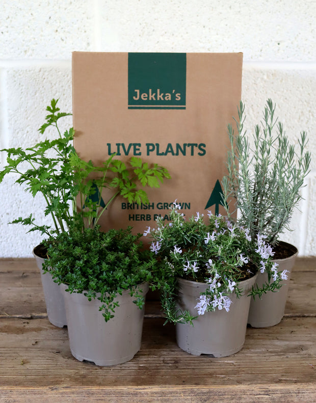 Jekka's Autumn Essentials Collection 2 - 4 * 1 Ltr Herb Plants