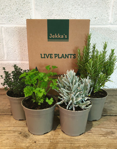 Jekka's Winter Essential Collection - 4 * 1 Ltr Herb Plants