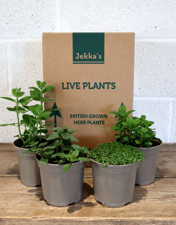 Jekka's Fresh Mint Collection - 4 * 1 Ltr Herb Plants