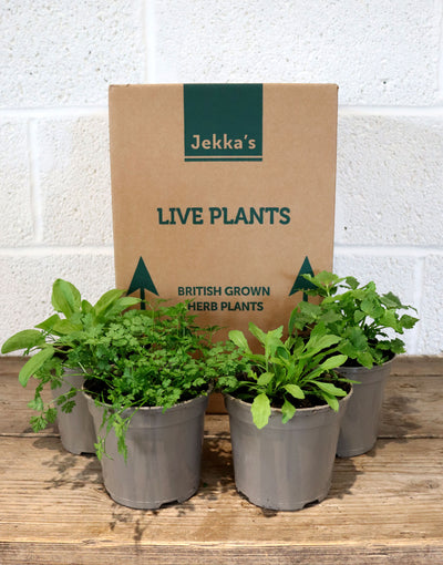 Jekka's Spring Salad Collection - 4 * 1 Ltr Herb Plants