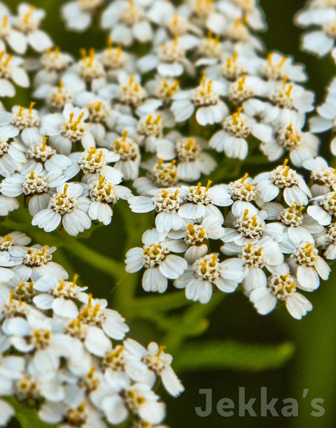 Achillea millefolium