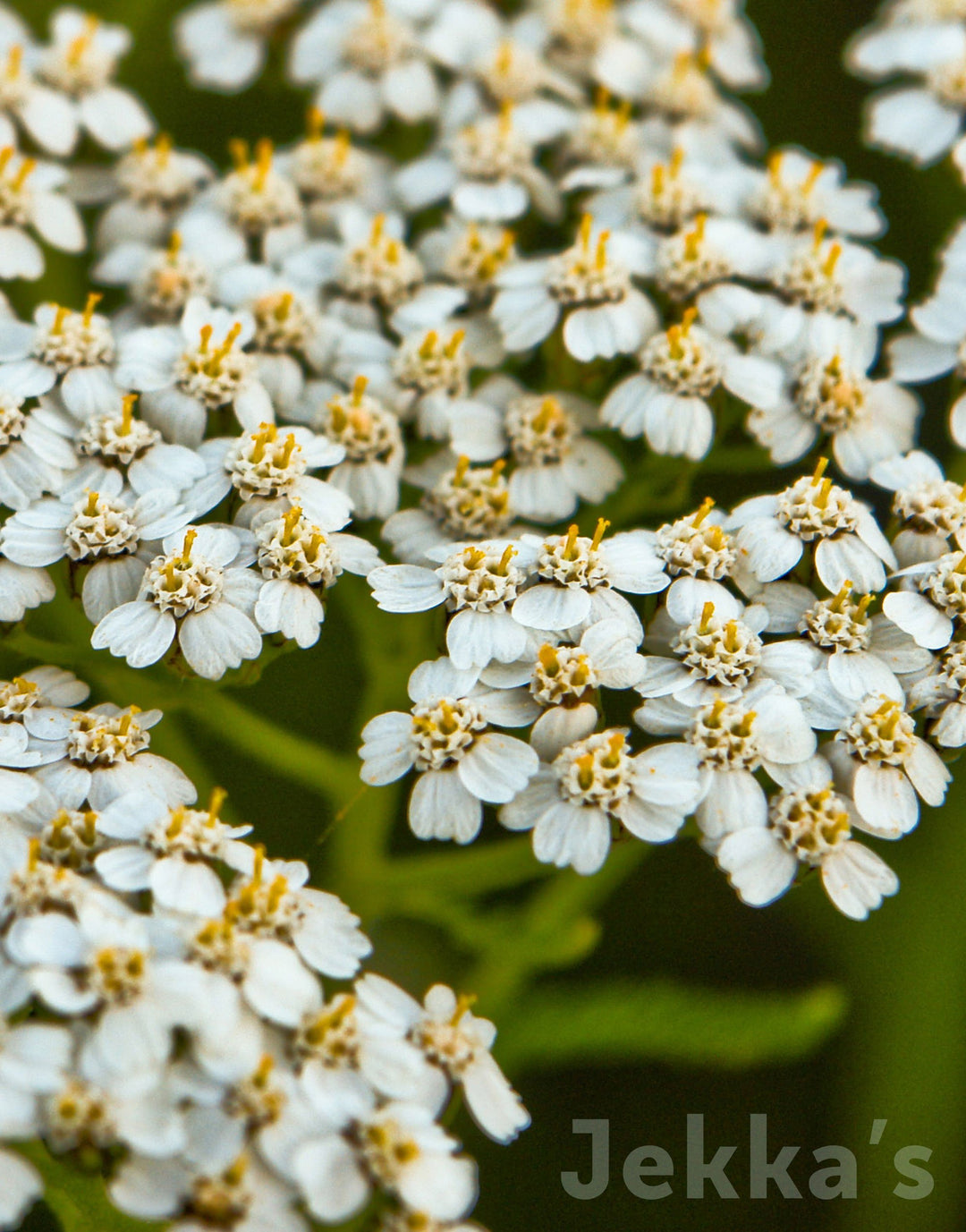 Achillea millefolium (Yarrow): Seeds and Plants available to buy