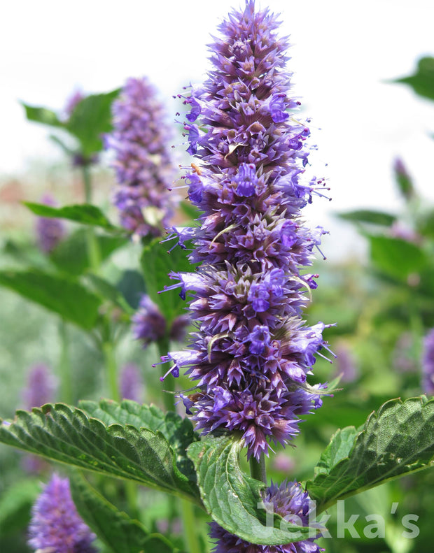 Jekka's: Anise Hyssop (Agastache foeniculum (Pursh) Kuntze)