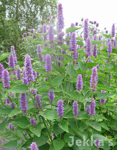 Jekka's: Korean Mint (Agastache rugosa)