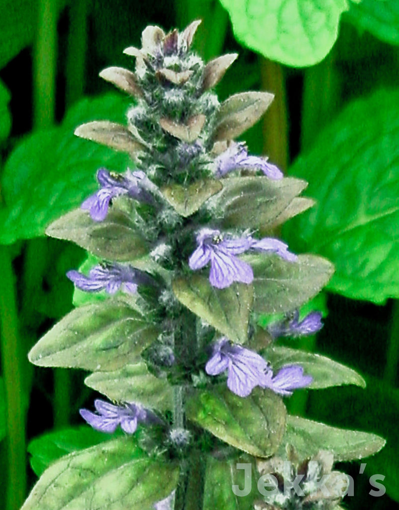 Jekkapedia: Ajuga reptans (Bugle) – Jekka's