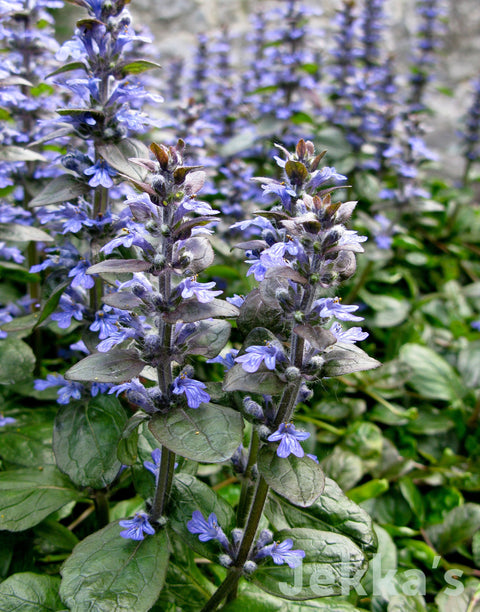 Jekka's: Bugle Bronze (Ajuga reptans 'Atropurpurea')