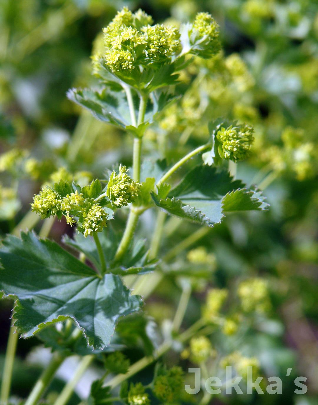 Alchemilla mollis (Lady's Mantle): Plants available to buy. – Jekka's
