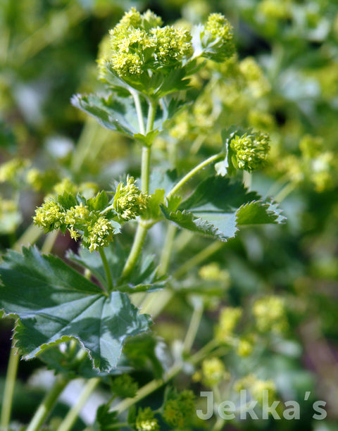 Jekka's: Lady's Mantle (Alchemilla mollis)