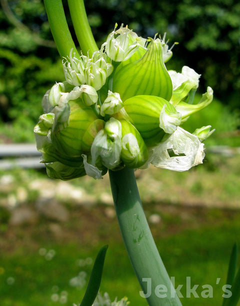 Jekkapedia: Tree Onion