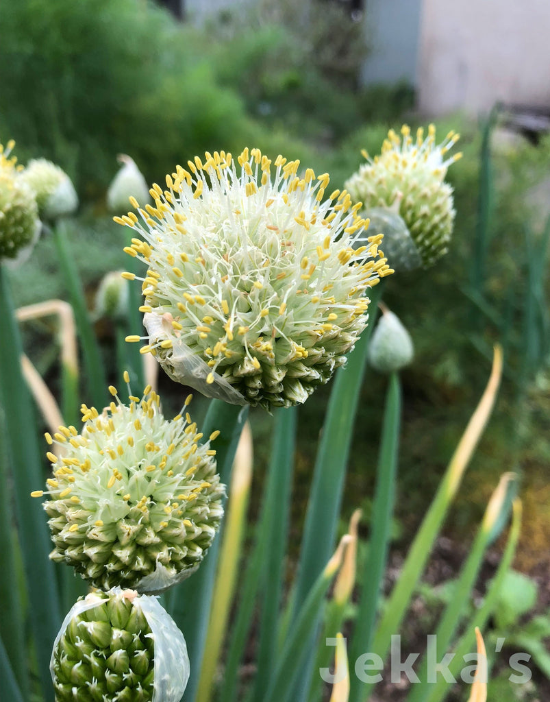 Allium fistulosum (Welsh Onion): Seeds and Plants available to buy. –  Jekka's