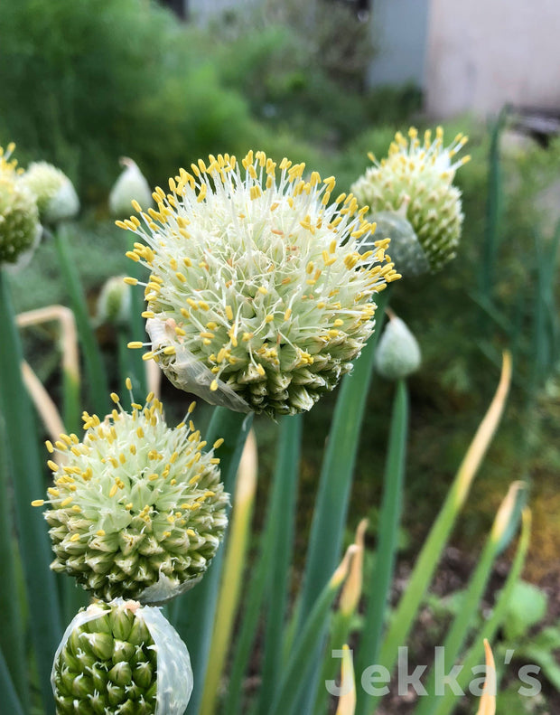 Jekka's: Welsh Onion (Allium fistulosum)