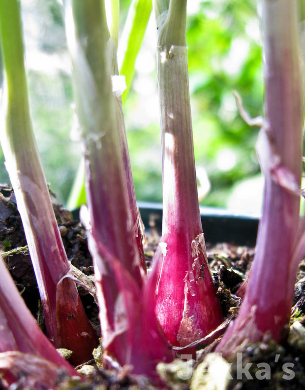 Jekka's: Red Welsh Onion (Allium fistulosum 'Red Welsh’)