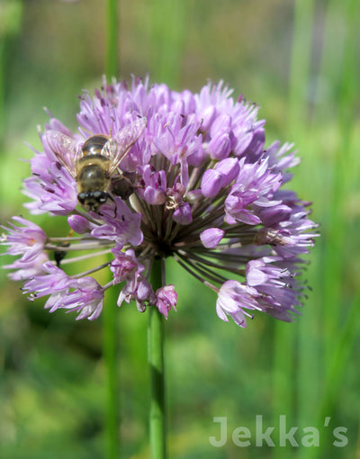 Jekka's: Siberian Chives (Allium nutans)