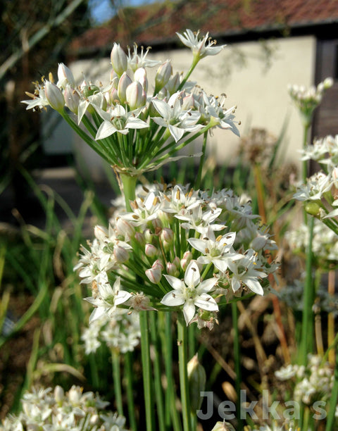 Jekkapedia: Garlic Chives