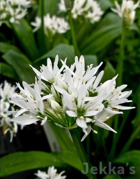 Allium ursinum