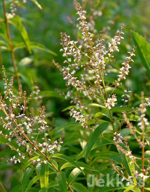 Jekka's: Lemon Verbena (Aloysia citrodora)