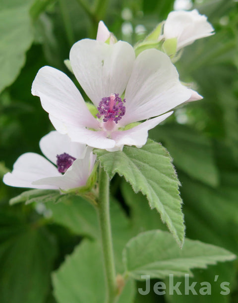 Jekkapedia: Marsh-Mallow