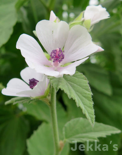 Jekka's: Marsh Mallow (Althaea officinalis)