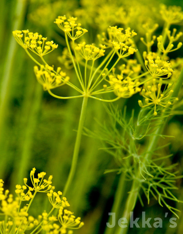 Jekka's: Dill (Anethum graveolens)