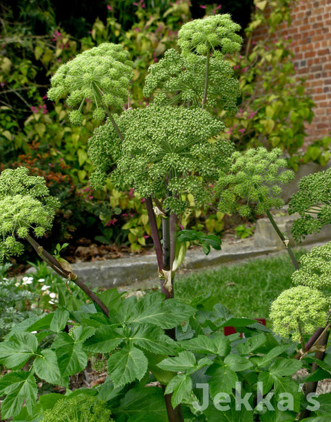 Angelica archangelica