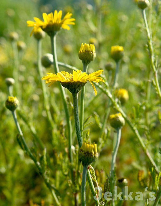 Jekka's: Dyers Chamomile (Anthemis tinctoria)