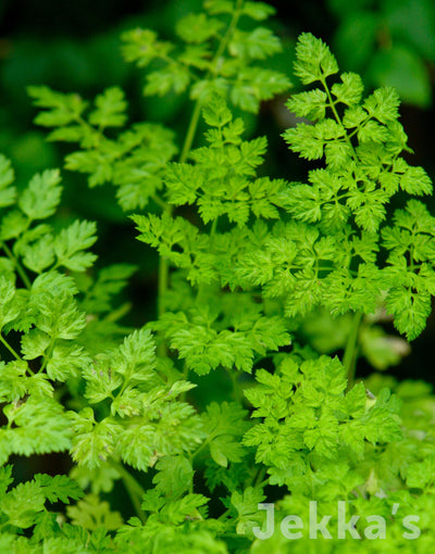 Jekka's: Chervil (Anthriscus cerefolium)