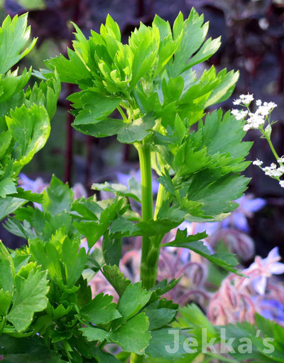 Jekka's: Celery Leaf (Apium graveolens)