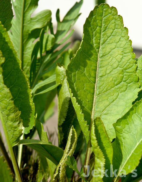 Jekka's: Horseradish (Armoracia rusticana)