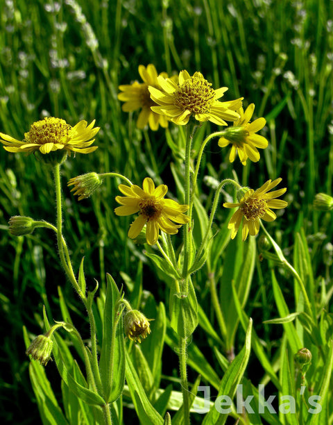 Jekkapedia: North American Arnica