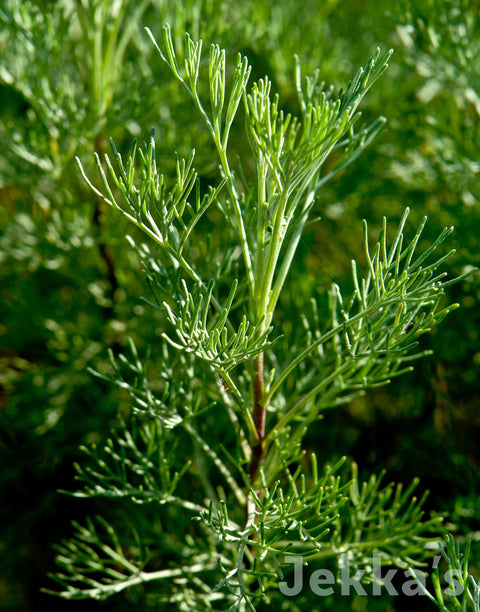 Jekka's: Southernwood (Artemisia abrotanum)