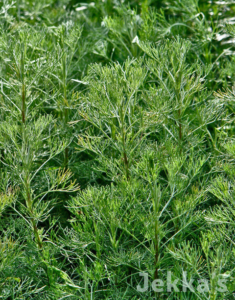 Jekka's: Camphor Scented Southernwood (Artemisia alba)