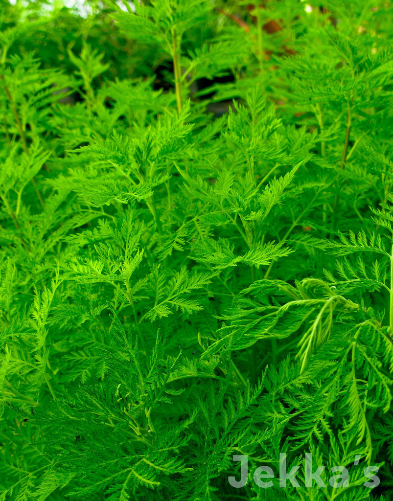 Artemisia annua (Sweet wormwood)