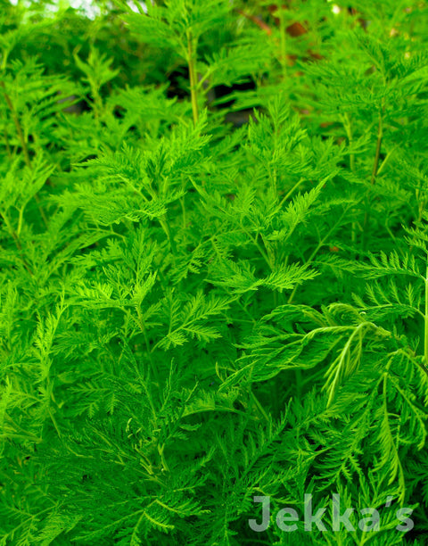 Jekkapedia: Sweet Wormwood